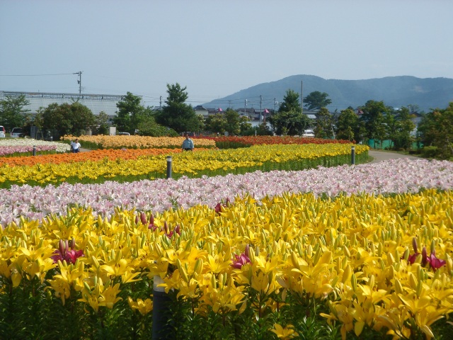  花の駅 ゆりの里公園 エリア