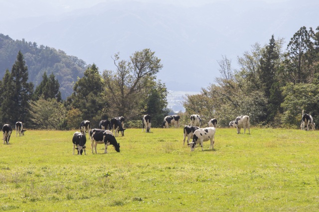  六呂師高原 エリア